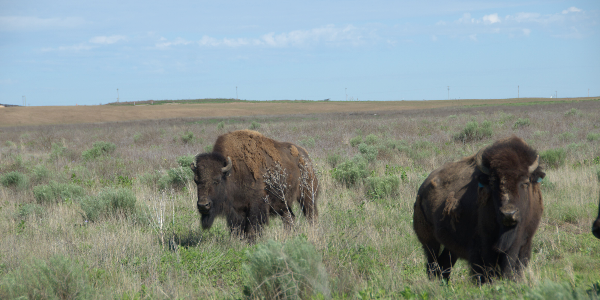 Finney County buffalo